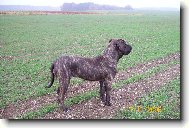 Fila Brasileiro