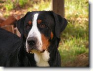 Grosser Schweizer Sennenhund