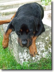 Rottweiler