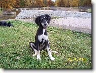 Arabian Hound