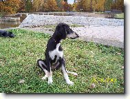 Arabian Hound