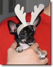 Chihuahua