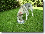 Siberian Husky