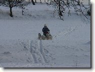 Siberian Husky