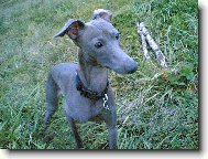 Italian greyhound \(Dog standard\)