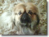 Pekingese, Pekinese, Peking Palasthound