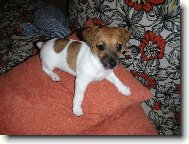 Jack Russell Terrier