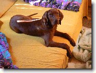 Rövidszörü Magyar Vizsla, Hungarian Short-haired Pointing Dog