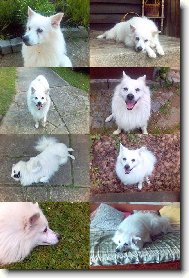 Deutscher spitz, German Spitz