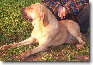 Fila Brasileiro