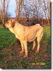 Fila Brasileiro