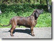 Hannoverscher Schweisshund, Hanoverian Scenthound