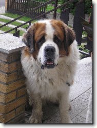 Saint Bernard \(Dog standard\)