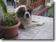 Saint Bernard