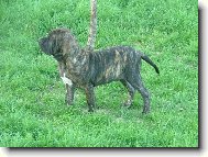 Fila Brasileiro