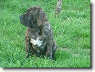 Fila Brasileiro