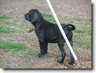 Fila Brasileiro