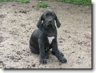Fila Brasileiro