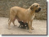Fila Brasileiro