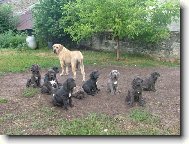 Fila Brasileiro