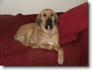 Fila Brasileiro