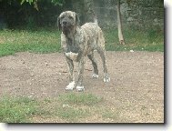 Fila Brasileiro