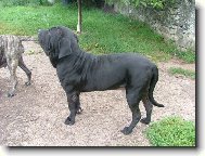 Fila Brasileiro
