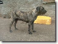 Fila Brasileiro