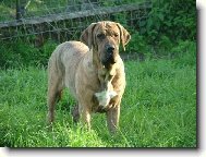Fila Brasileiro