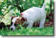 Jack Russell Terrier