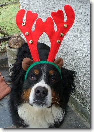 Berner Sennenhund