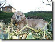 American Cocker Spaniel