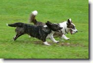 Welsh corgi cardigan \(Dog standard\)