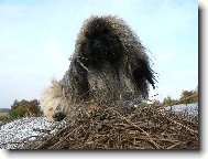 Pekingese, Pekinese, Peking Palasthound