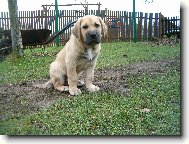 Fila Brasileiro