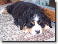 Berner Sennenhund