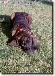 Hannoverscher Schweisshund, Hanoverian Scenthound