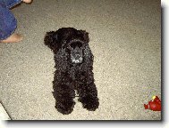 American Cocker Spaniel