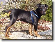 Deutscher Jagdterrier