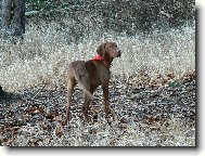 Rövidszörü Magyar Vizsla, Hungarian Short-haired Pointing Dog