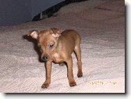 Zwergpinscher