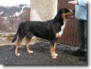 Grosser Schweizer Sennenhund