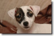 Jack Russell Terrier