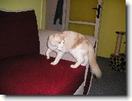 Turkish Angora