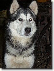 Alaskan Malamute