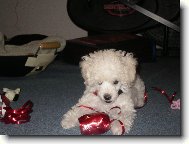 Toy Poodle