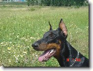 Dobermann, Doberman