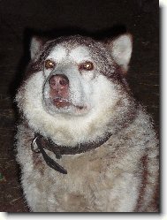 Alaskan Malamute