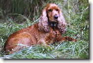 English Cocker Spaniel