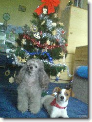 Jack Russell Terrier